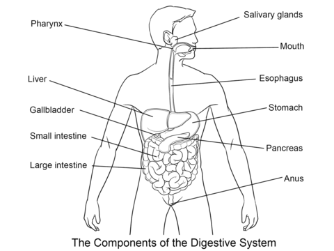 Digestive system coloring page free printable coloring pages