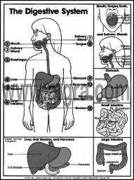 Kids digestive system