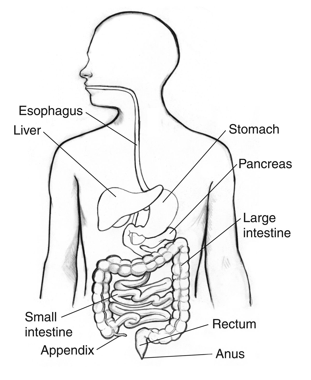 Digestive system coloring page