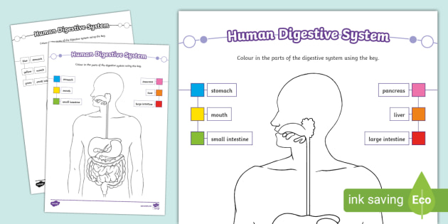 Human digestive system colouring worksheet teacher made