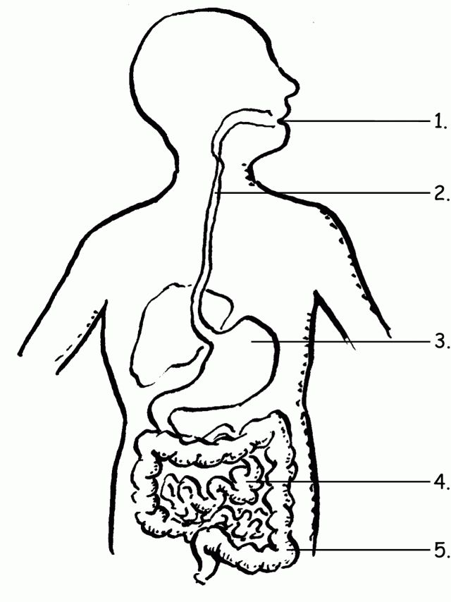 Stage human body coloring pages to download and print for free