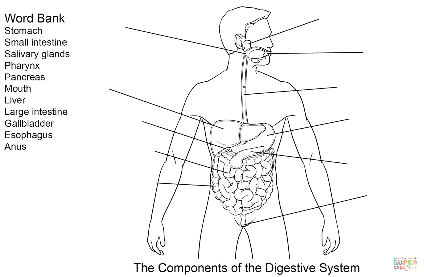 Ponents of digestive system worksheet coloring page free printable coloring pages