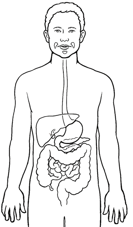 Digestive system coloring