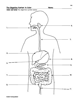 Digestion digestive system facts color worksheet quiz sf