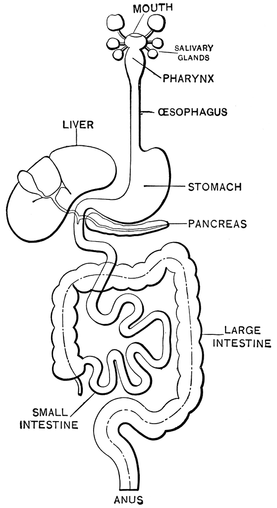 Digestive system coloring page