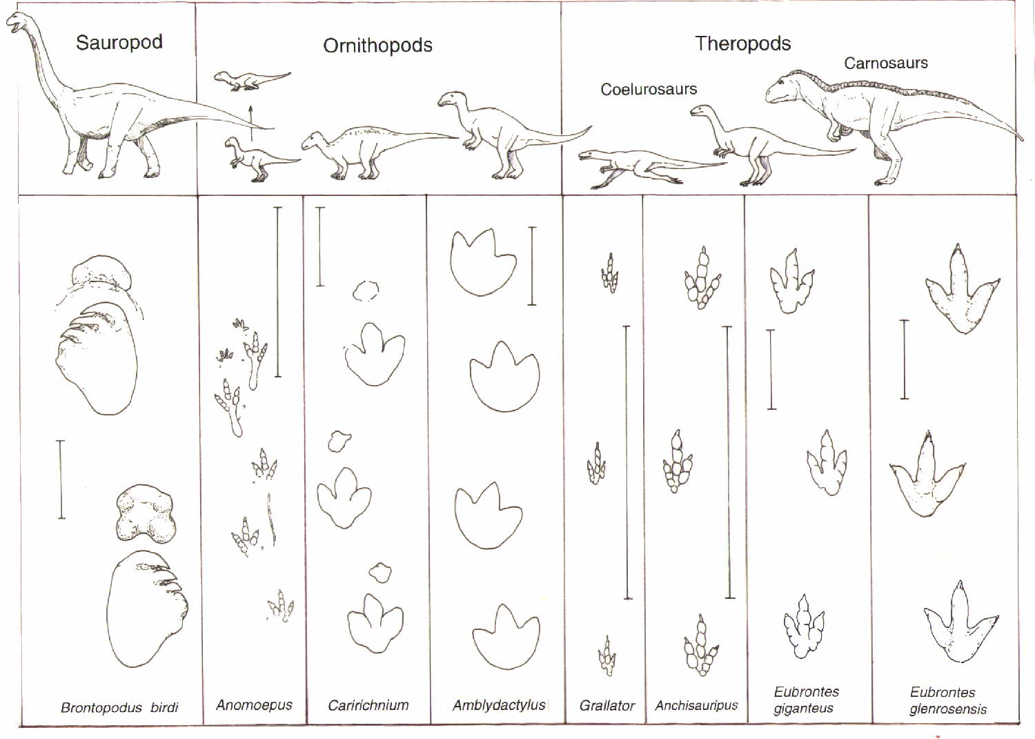 An overview of dinosaur tracking