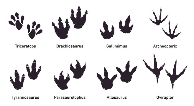 Dinosaur footprints images â browse photos vectors and video