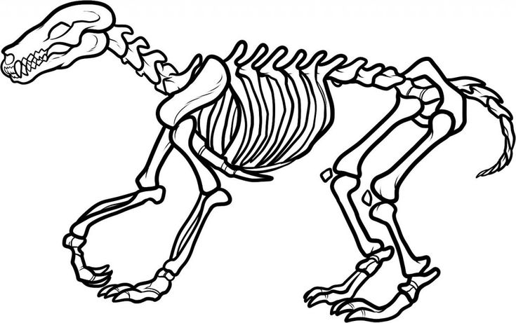 Free printable skeleton coloring pages for kids animal skeletons dinosaur outline dinosaur coloring pages