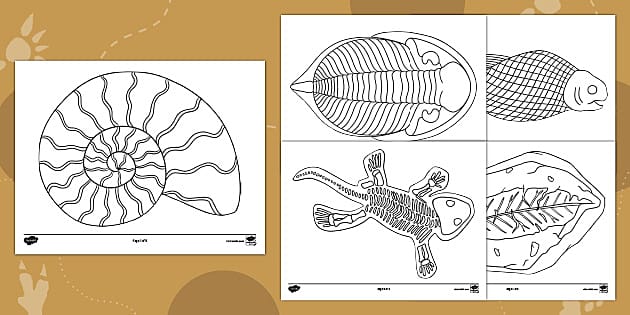 Printable fossil loring sheets for kids usa