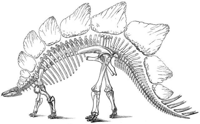 Dinosaur skeleton pictures