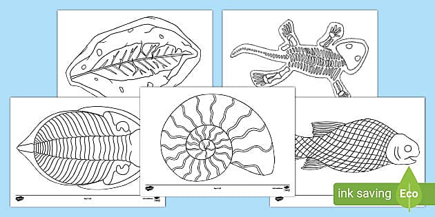 Ks fossil louring sheets teacher made