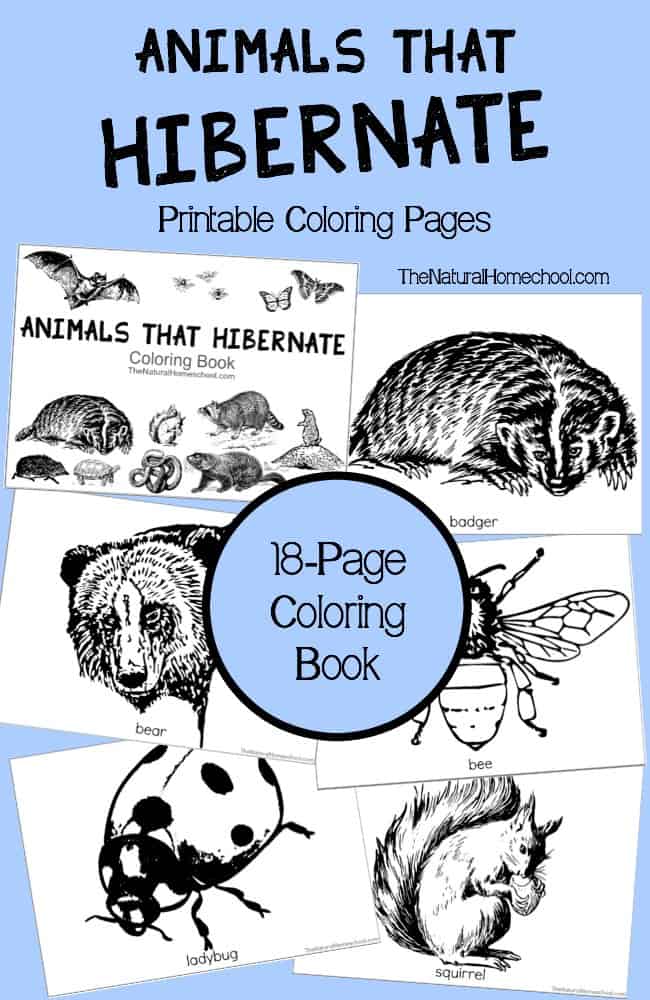 Animals that hibernate in winter printable coloring book