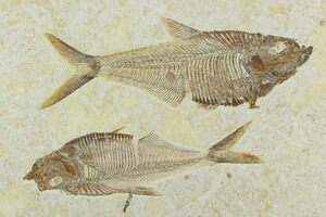 Fish fossils for sale