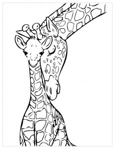 Giraffes