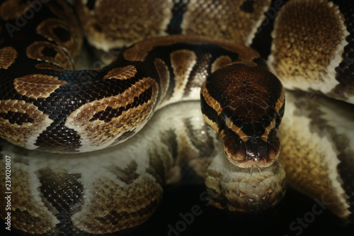 Ball python on a close up picture with a black background and a mirror effect a mon reptile which has nice color es from africa and is often bred in captivity as a pet photo