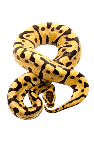 Ball python png vector psd and clipart with transparent background for free download