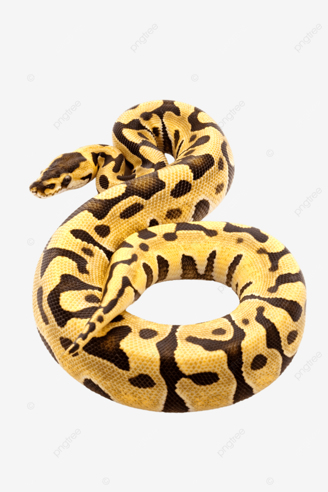 Ball python nature royal ball python zoology herpetology png transparent image and clipart for free download