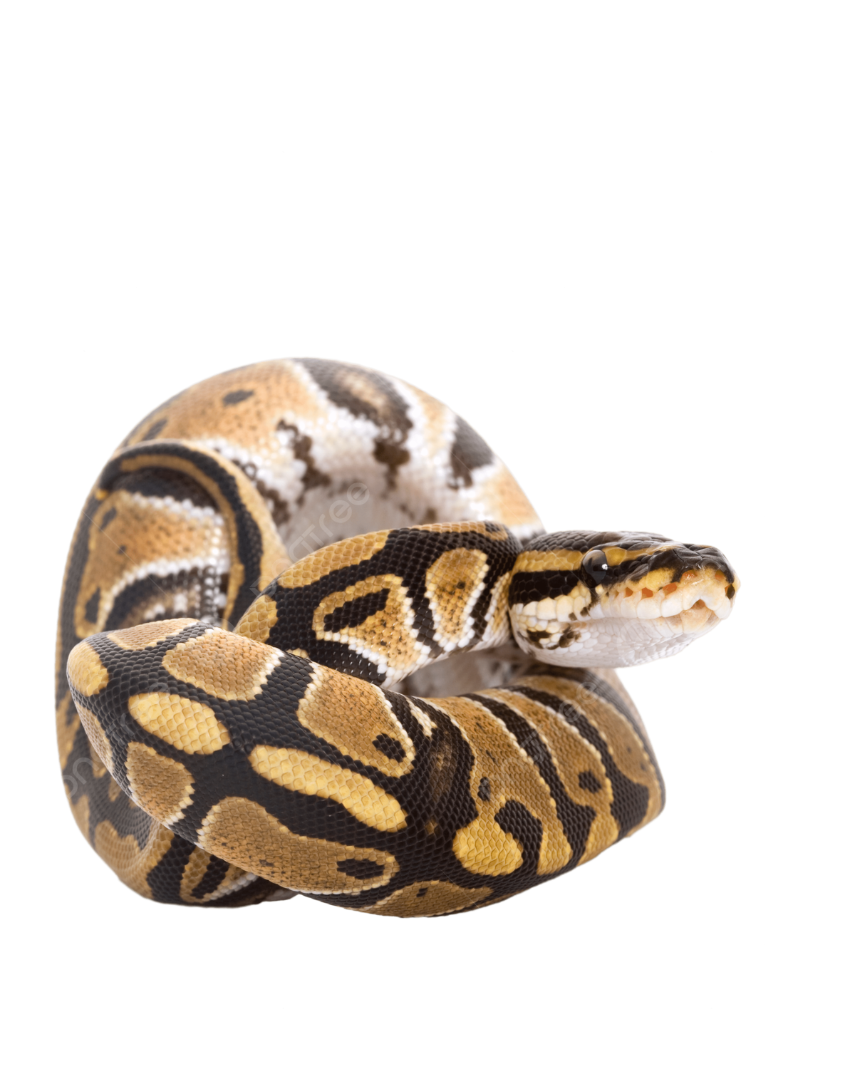 Ball python wildlife herpetology copy space pet png transparent image and clipart for free download