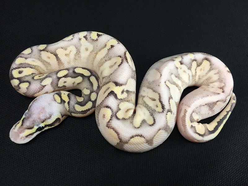 Calico disco super pastel