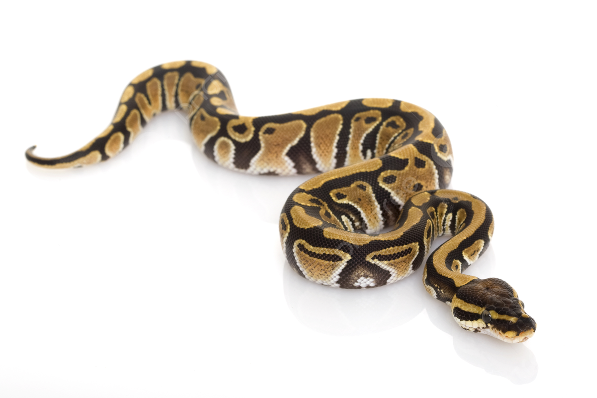 Ball python ball python dangerous curve photo background and picture for free download