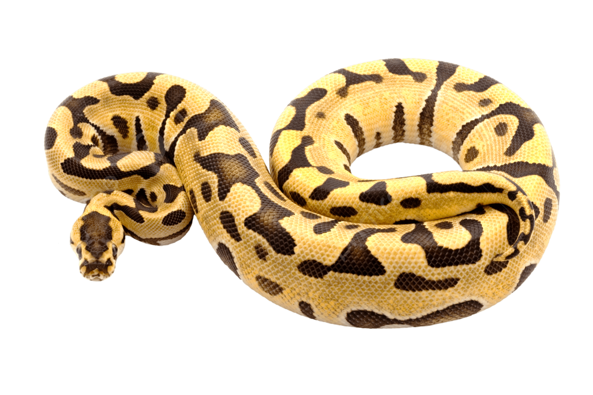 Ball python predator ball exotic snake reptile png transparent image and clipart for free download