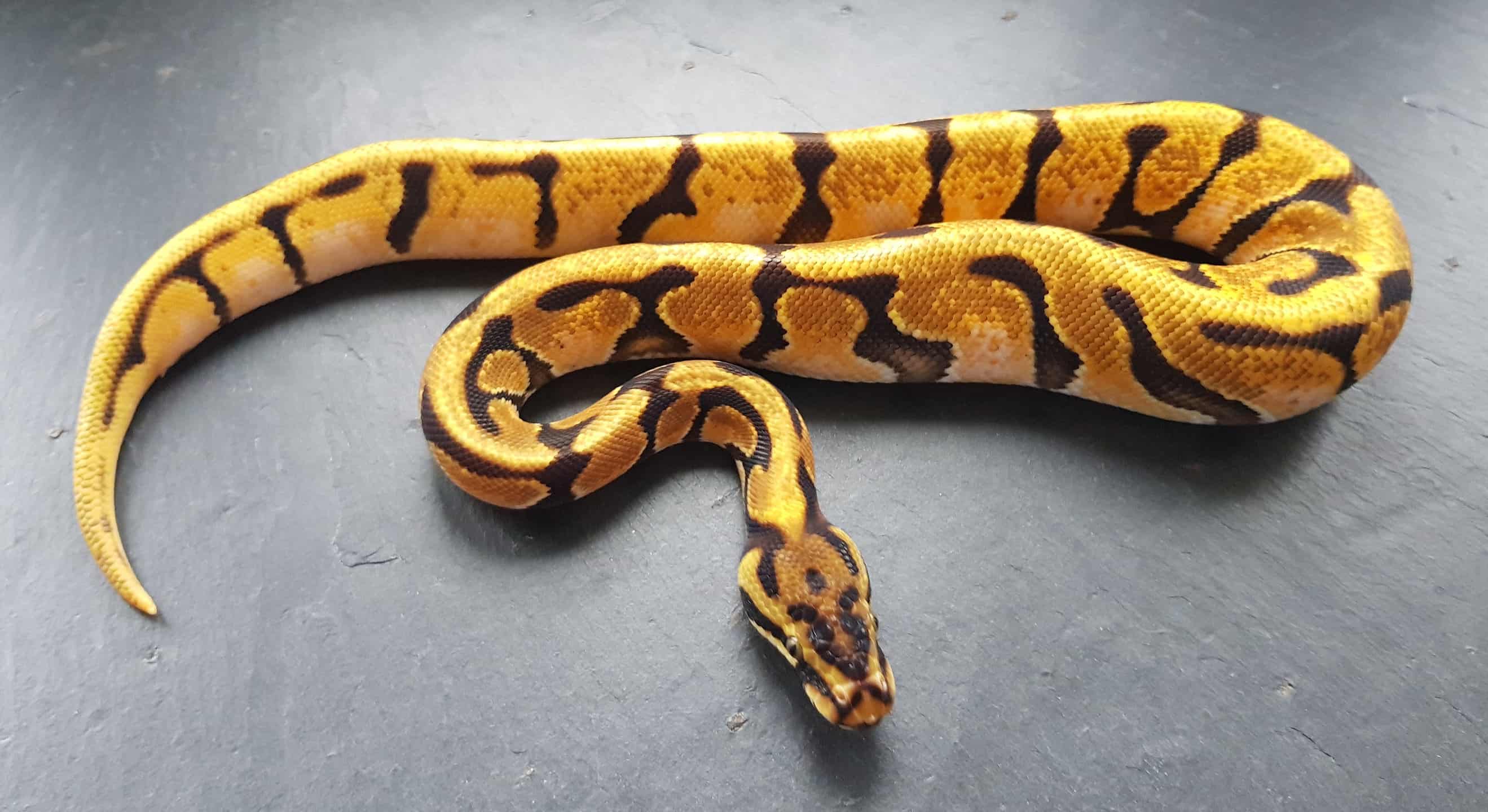 Fire ball python animal facts python regius