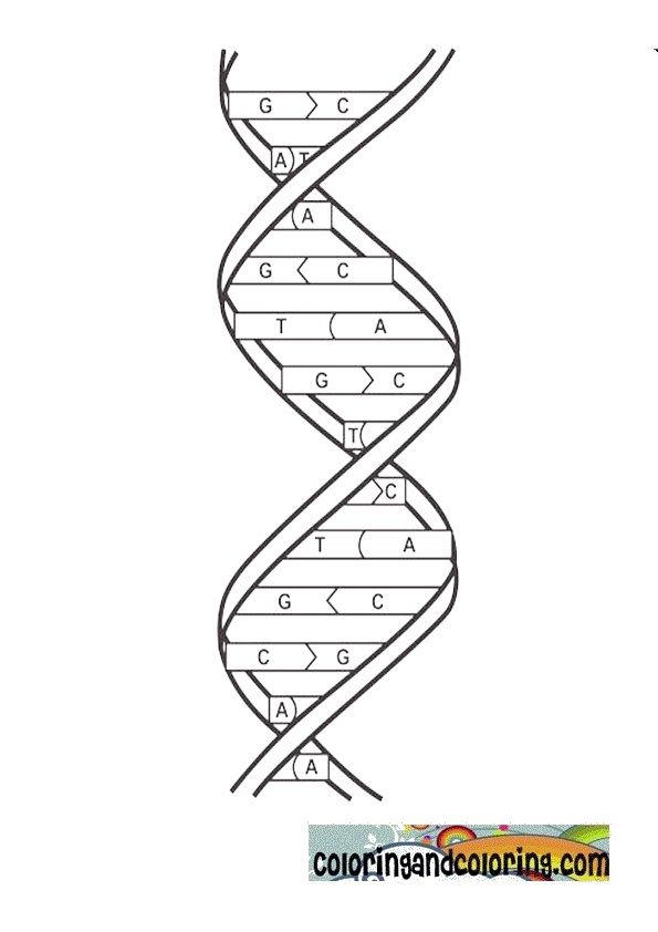 Dna coloring activity color worksheets dna drawing biology worksheet