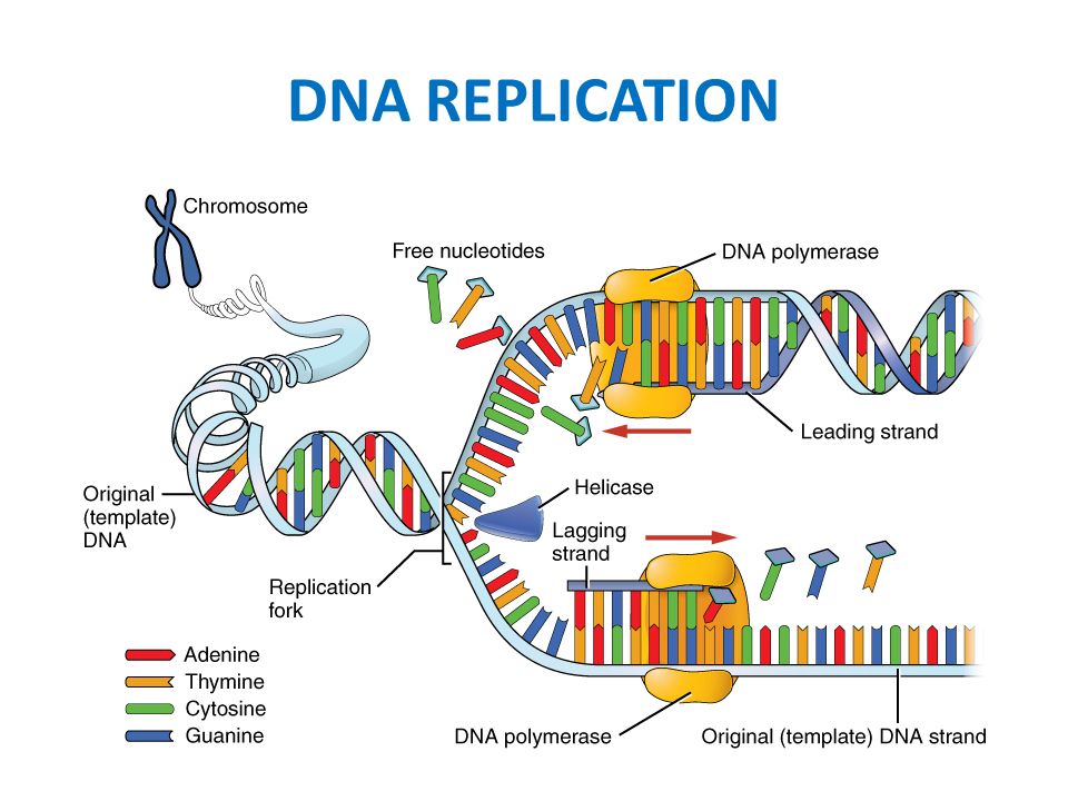 The roles of dna