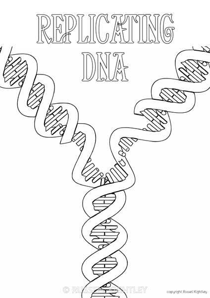 Russell kightley illustrator animator dna replication colouring in rights managed