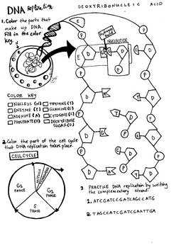 Dna replication coloring sheet by scientifically speaking is my favorite