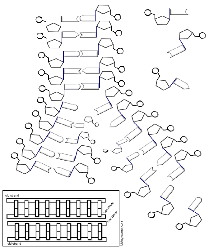 Dna and replication worksheet answers color worksheets dna activities transcription and translation