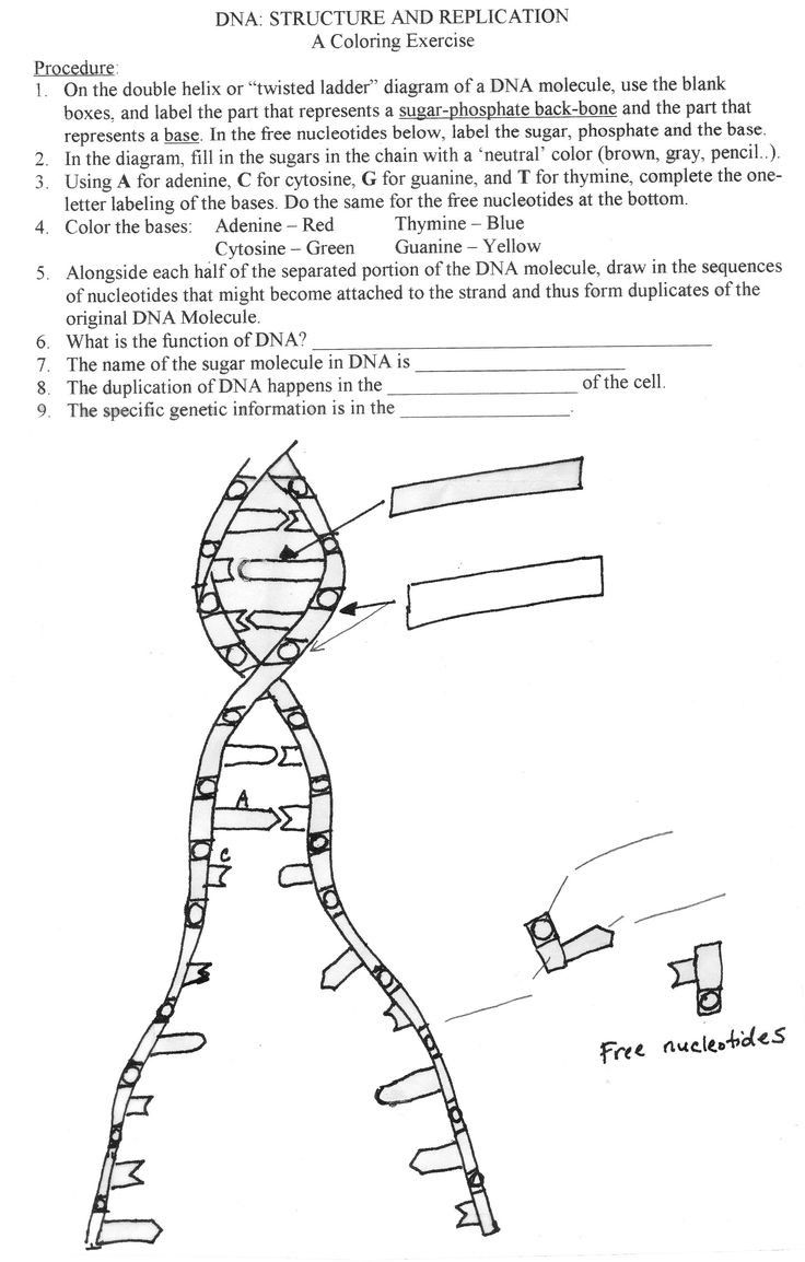 Dna replication coloring worksheet biology corner dna coloring worksheet answers biology worksheet text features worksheet worksheet template