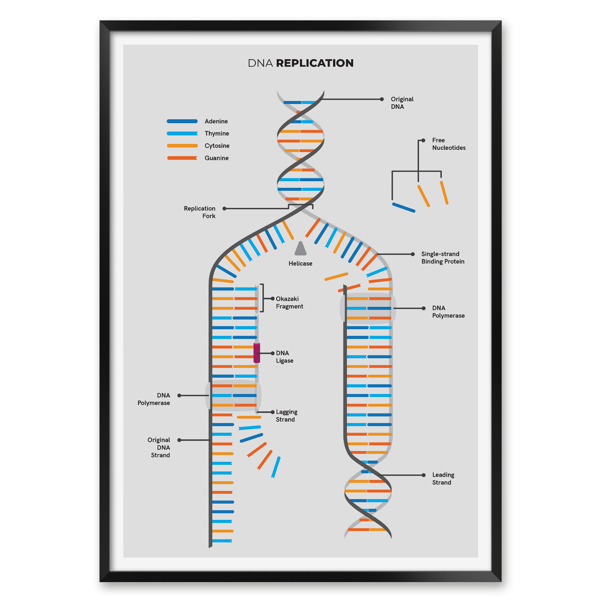 Dna replication cheat sheet high school classroom wall art for biology students study notes for dna structure college teacher worksheets