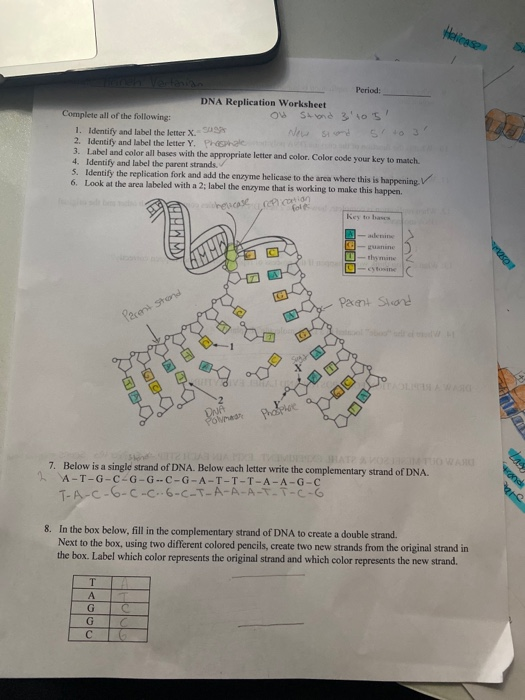 Solved hellesse ah vertanian period dna replication