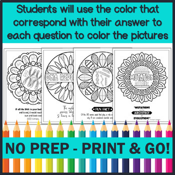 Dna structure replication protein synthesis mutations color by number bundle