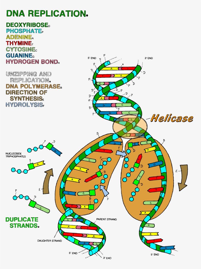 Dna replication coloring worksheet dna the double helix coloring worksheet dna replication dna replication color worksheets dna polymerase