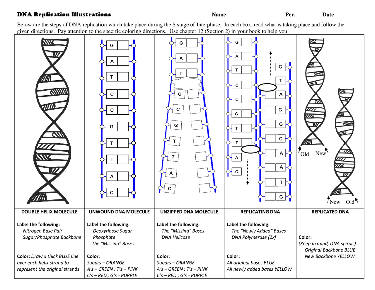 Dna replication worksheet exercises genetics