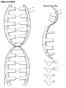 Dna coloring