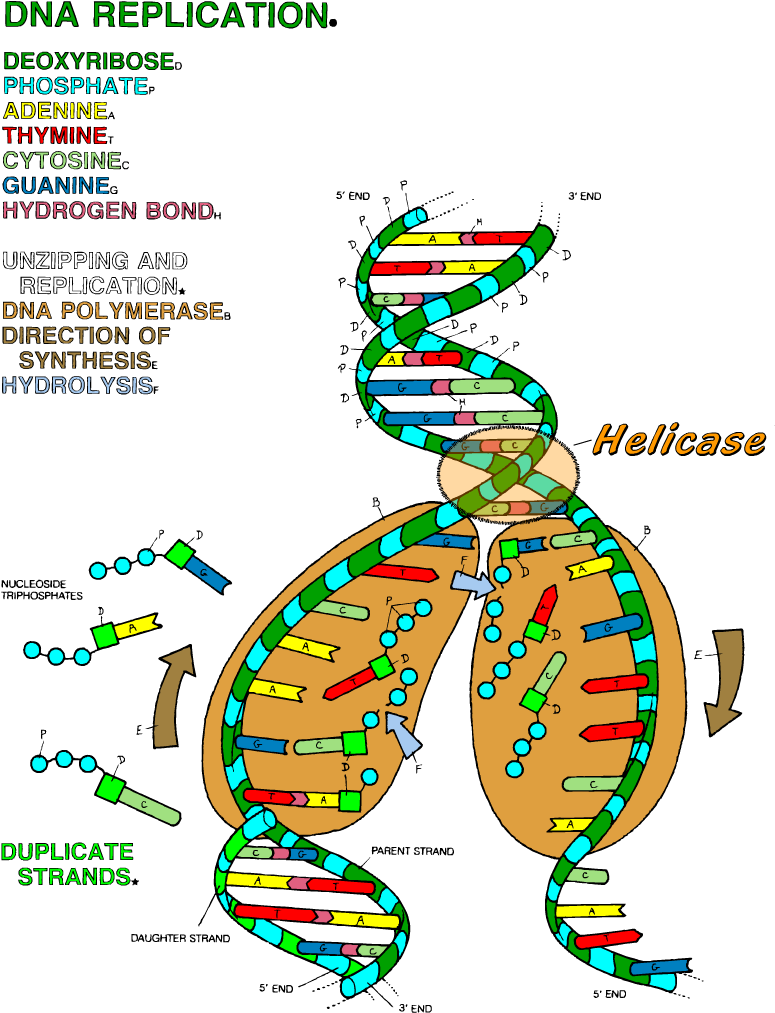 Download hd dna the double helix coloring worksheet