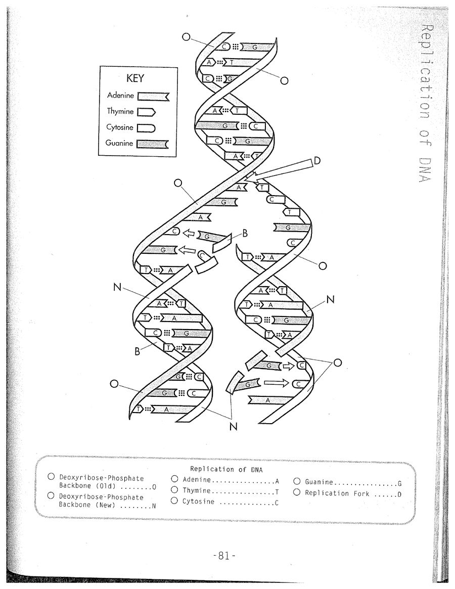 Dna replication coloring worksheet on dna coloring worksheet answer dna worksheet dna replication color worksheets