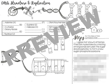 Dna structure replication coloring worksheet basic tpt