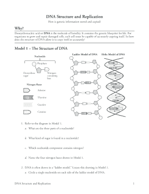 Dna structure and replication worksheet