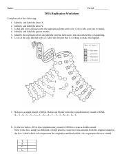 Dna replication ws docx