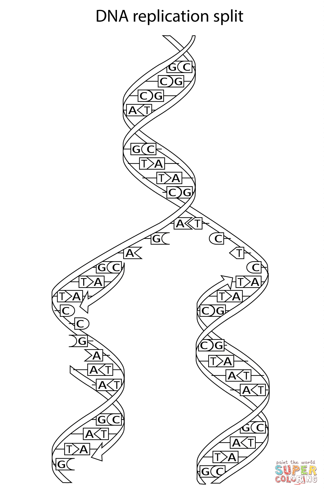 Dna replication split coloring page free printable coloring pages