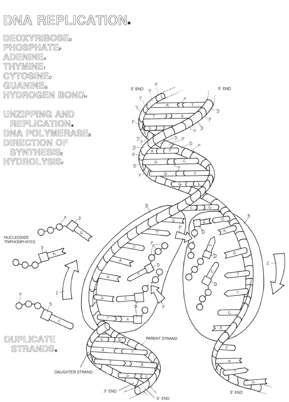 Biology dna replication coloring page