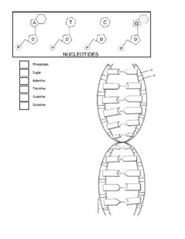 How you make you dna protein synthesis free coloring sheet tpt