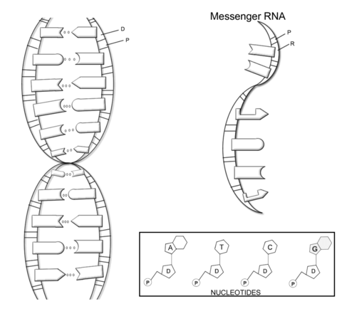 Dna structure coloring page free printable coloring pages