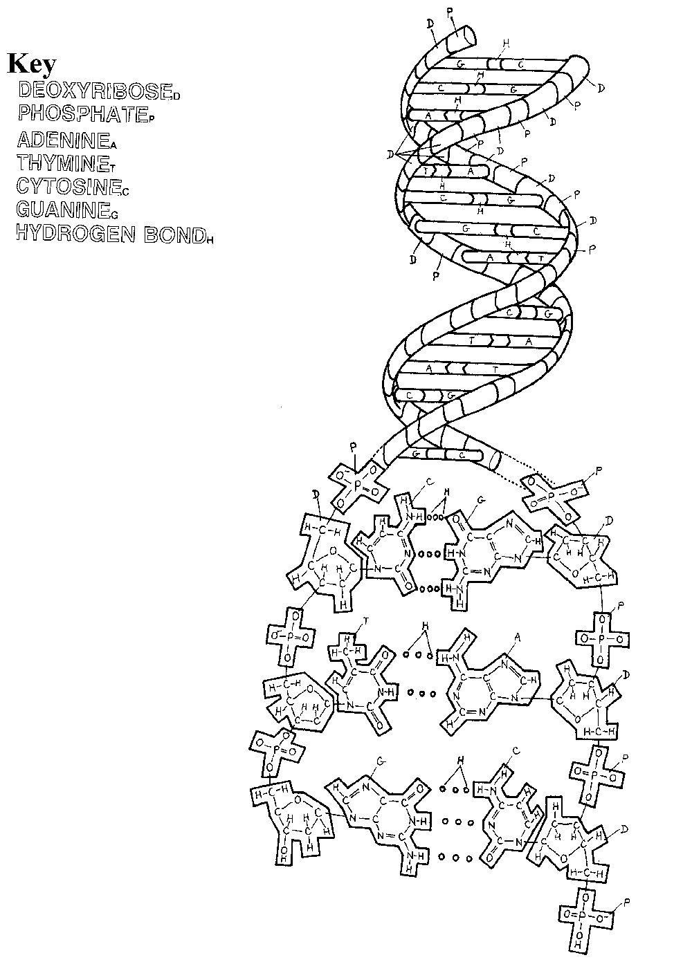 Dna replication coloring worksheet dna coloring pages dna coloring color worksheets dna worksheet biology worksheet