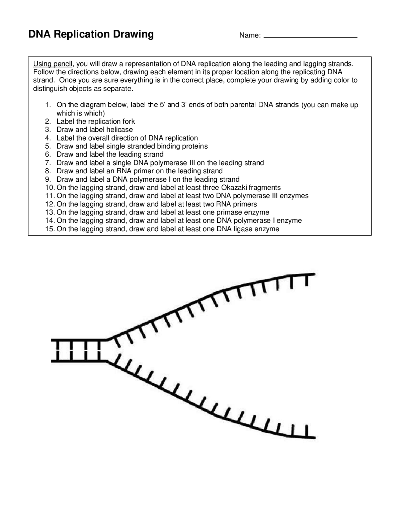 Dna replication drawing study notes genetics