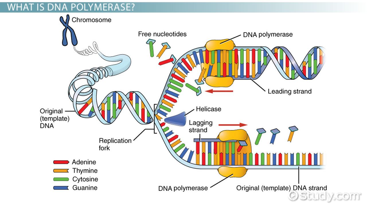 Topic dna replication transcription and translation